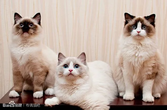 遇见美猫撸一发（国外布偶名猫赏）_布偶猫吧_百度贴吧-花瓣网