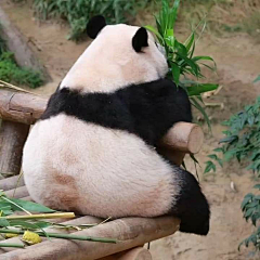 张小偲采集到视觉 # 【动物世界】