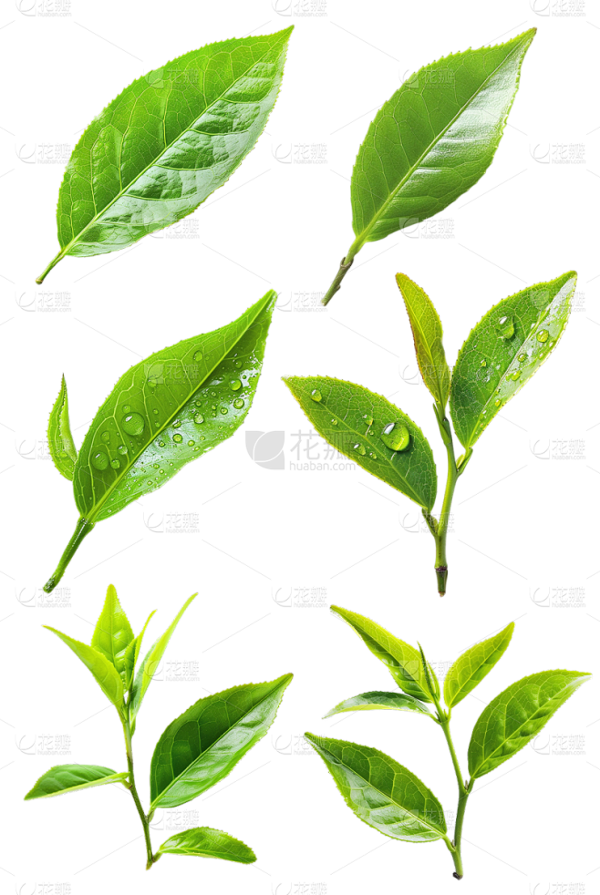 植物实景茶叶芽元素素材