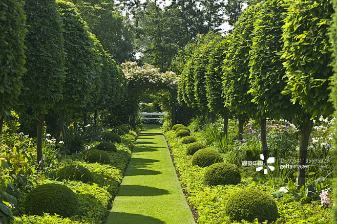 Hornbeam Tree Lined ...
