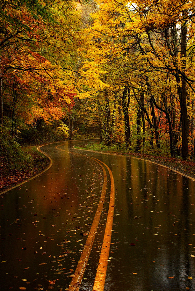 Yellow Leaf Road, No...