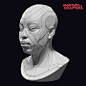 African female head and neck block-out, Anatomy For Sculptors : Form of The Head and Neck book - October update. ‍♂️ We are stepping on the topic of ethnicity, sharing our African female front and back 3D model block-out. These block out allows us to unde