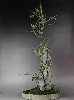 竹石盆景赏析