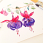 Watercolor fuchsia flower : Watercolor fuchsia flower