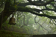 SIGENG采集到雨林藤蔓