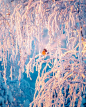 雪景