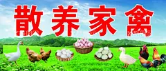 散养家禽批发鸡鸭鹅土鸡蛋  - 源文件下载【酷图网】散养家禽,鸡鸭批发,鸡,鸭,鹅,家禽,家畜,散养鸡,土鸡蛋,土鸭蛋,土鹅蛋,鸡批发零售,鸡广告,草地鸡,农家土鸡,土鸡广告,土鸡海报,养鸡场,鸡海报,养殖场海报,山地鸡,跑山土鸡,散养土鸡,土鸡养殖,土鸡苗,生态养殖,农村土鸡,养殖海报,土鸡灯箱