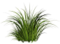 imagen, la hierba verde hierba imagen png PNG: 
