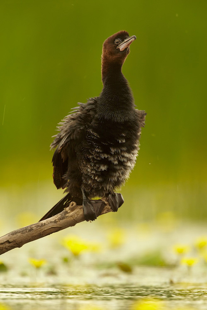 鲣鸟目鸬鹚科小鸬鹚属侏鸬鹚