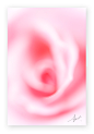 - 薔薇 -  Rose. : 薔薇（ROSE）
