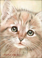 猫咪绘本_创意如此简单_新浪轻博客_Qing