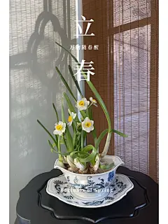 立春 水仙花开了