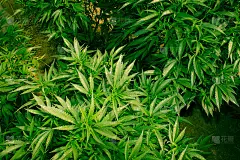 梦幻之地医用大麻