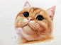 画一张小猫咪  #彩铅过程#（作者： 杉筱筱  )