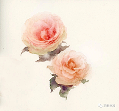 _夏至采集到花卉