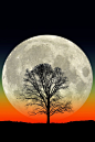 Big Tree. Big Moon. - A full moon rises behind the silhouette of a lone tree in this composite photo.: 