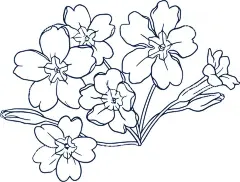 花轮廓   - 源文件下载【酷图网】花轮廓,简笔画,手绘画,插图,儿童绘本,黑白图片,勾线图,植物,花朵,鲜花