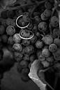 Black and White Photo Wedding Rings in Grapes At Vineyard