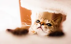 可爱动物小猫咪win7电脑壁纸