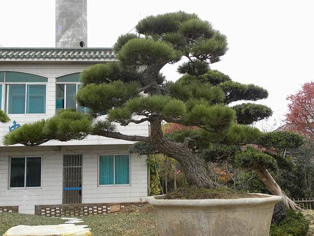造型黑松