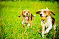 Fotolia_68320235_Subscription_L