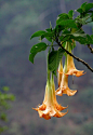 茄科另有一属名为Brugmansia，中文译作“木曼陀罗属”；与草本的曼陀罗属相对应，是高度逾人的灌木或小乔木植物。在某些分类系统中本属与曼陀罗属Datura合并，基本可以通称曼陀罗。