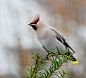 Another waxwing by Tom Dalhoy on 500px