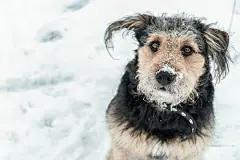 点击来源直接获取大图文件 |Dog looking funny with snow over nose in winter