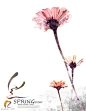 韩国手绘-花