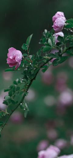 花儿_采集到花鸟/小动物