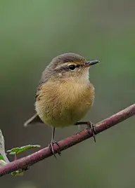花一样的美少女