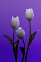 3d art art cinema 4d flower Flowers Nature octane Photography  Re (9)