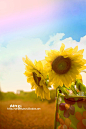 090927155259998d58eddf6c78、sunflower