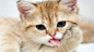 可爱小奶猫萌宠桌面壁纸 1600x900