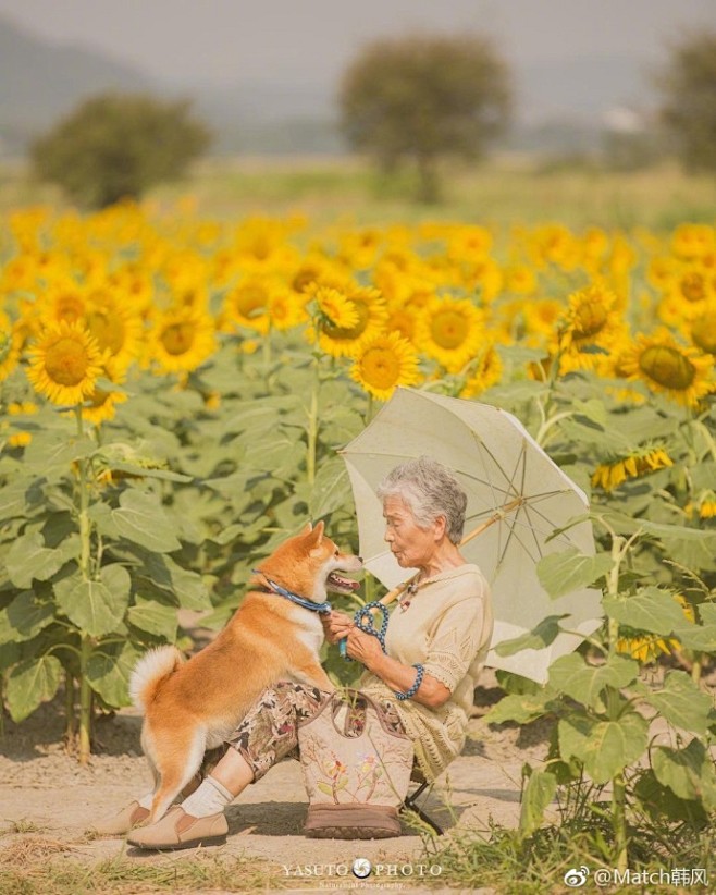 柴犬和老奶奶的暖心日常 超治愈 ​​​​