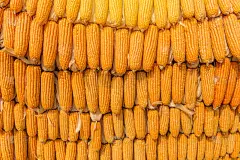甜玉米,农业,农场,商品,外壳,宠物食品,水平画幅,能源,科学,夏天