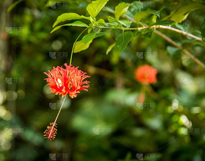 飞天红花芙蓉