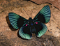 Flutterbys / Butterflies of Amazonia - Lyropteryx apollonia