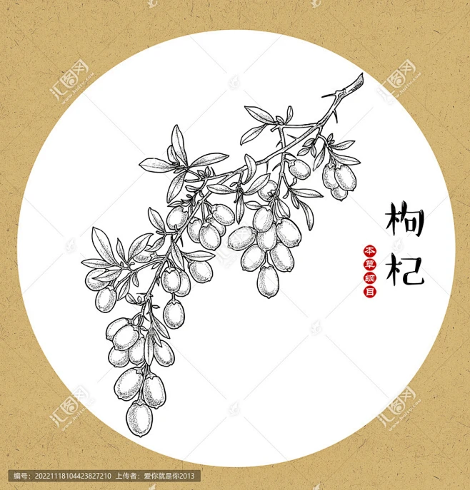 枸杞 枸杞手绘 枸杞草本 枸杞素材 手绘枸杞 草本植物 药草分层图 本草纲目图鉴 草本绘 草本素材 手绘草本 手绘药材 枸杞分层图 枸杞手绘线 ...