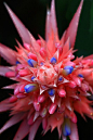 Aechmea