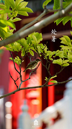 谢飞（大飞）采集到古色古香