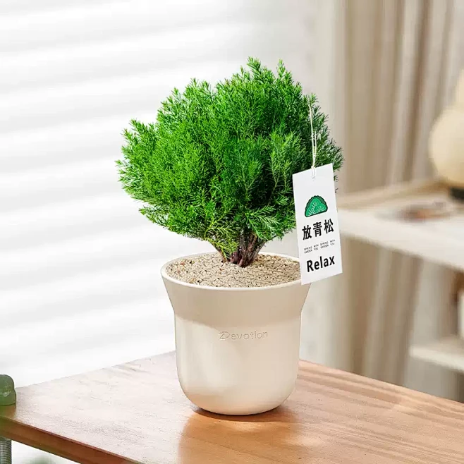 放青松绿植办公室桌面情绪稳定解压植物雾松盆栽四季常青好养轻松-淘宝网-花瓣网