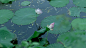 #摄影（风景-山水-绿色系-春天-绿荫）