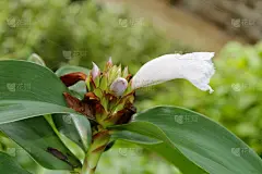 白花唇木香(绉布姜，藤芦苇，马来姜，螺旋旗，螺旋姜，野姜)。花有圆锥状苞片，看起来像绉纸，花纯白色起
