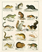 账房先生的相册-Oken Mammals Prints