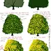 how to paint a tree digtally by *chokichii-kun on deviantART