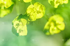 春天的小花儿在模糊的微距背景上。春季或夏季边界模板与复制空间。浪漫的贺卡。在阳光明媚的日子里盛开的鲜