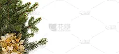 空白的圣诞卡与松针和鲜花装饰