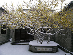 Noing采集到花卉