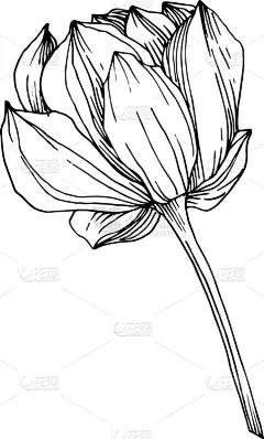 莲花,植物学,黑色,仅一朵花,荷花,壁纸,植物群,春天,花